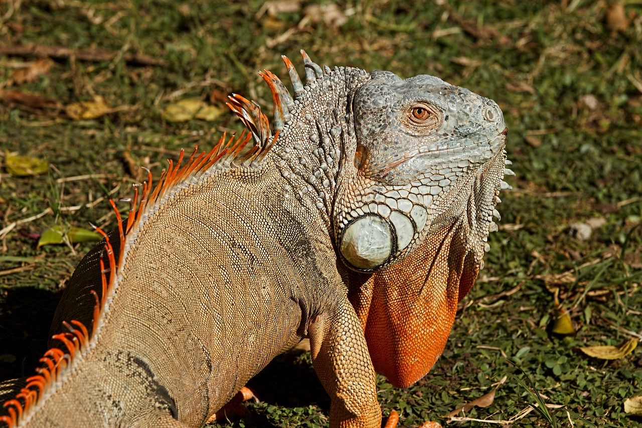 a large lizard sitting on top of a lush green field, a photo, orange skin. intricate, iguana, head and shoulder shot, february)