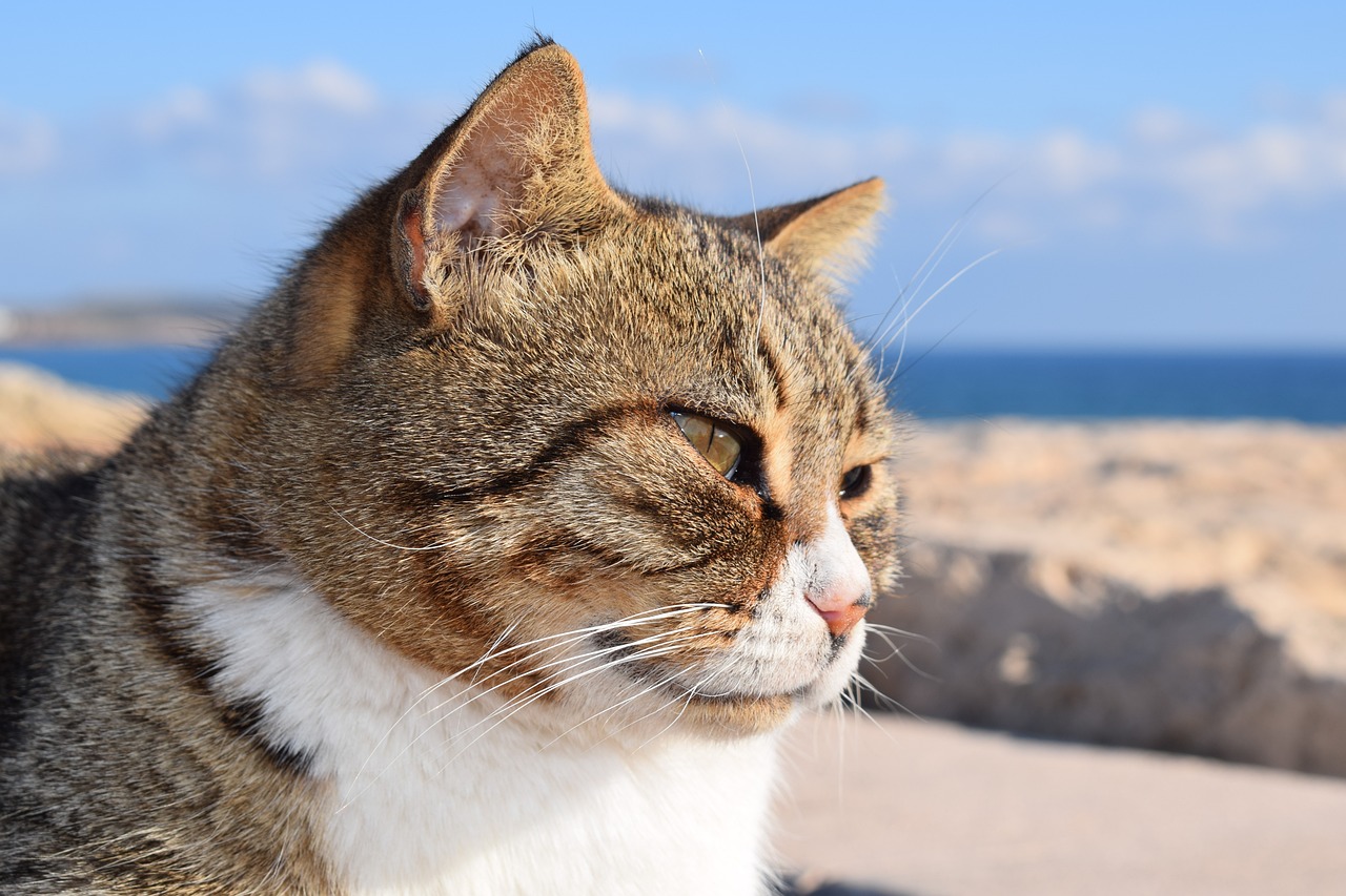 a close up of a cat near a body of water, shutterstock, in a beachfront environment, frowning expression, on the desert, side view profile