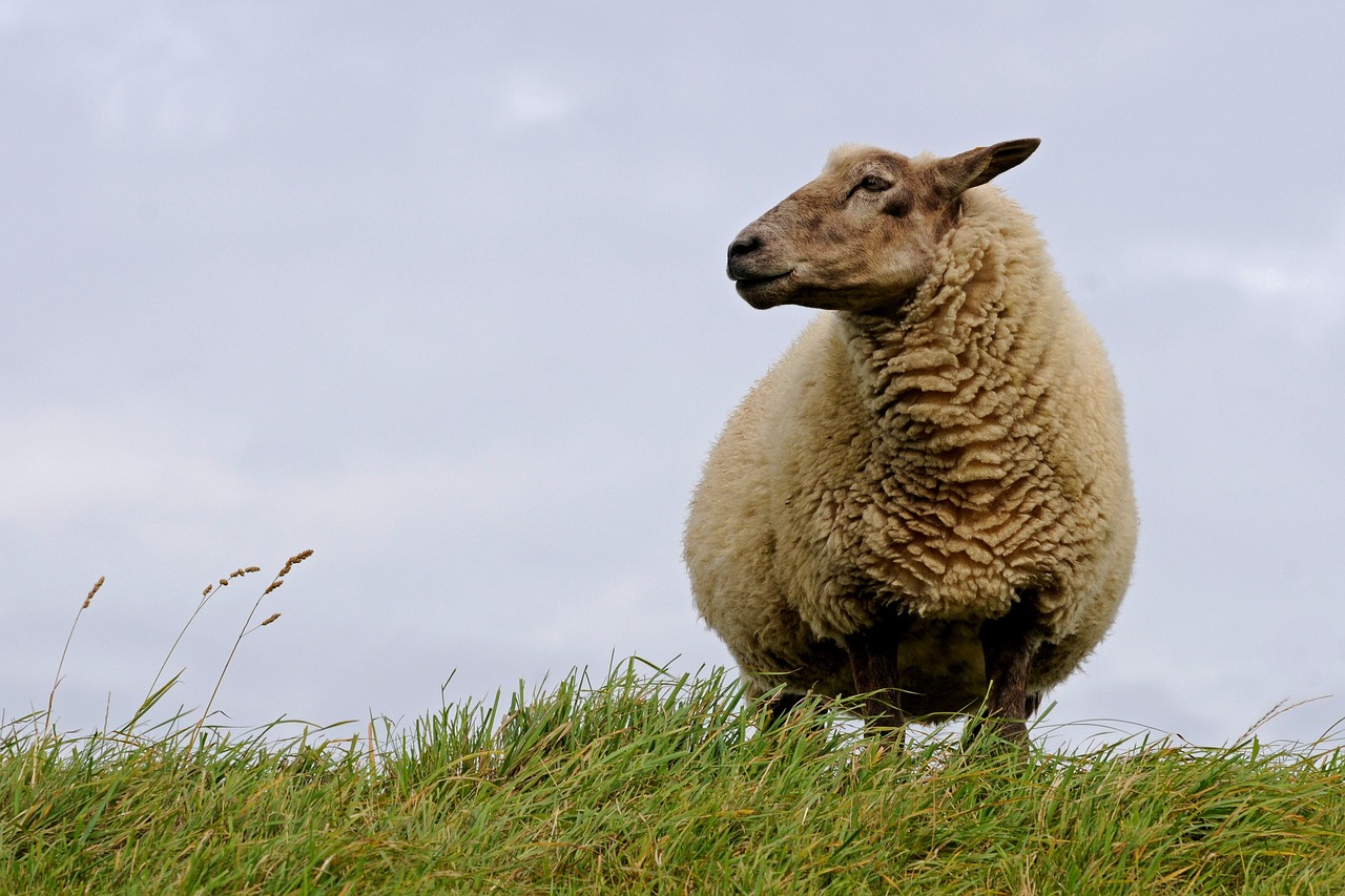 a sheep standing on top of a lush green hillside, by Edward Corbett, flickr, side profile shot, plump, tan, standing beside a sea sheep