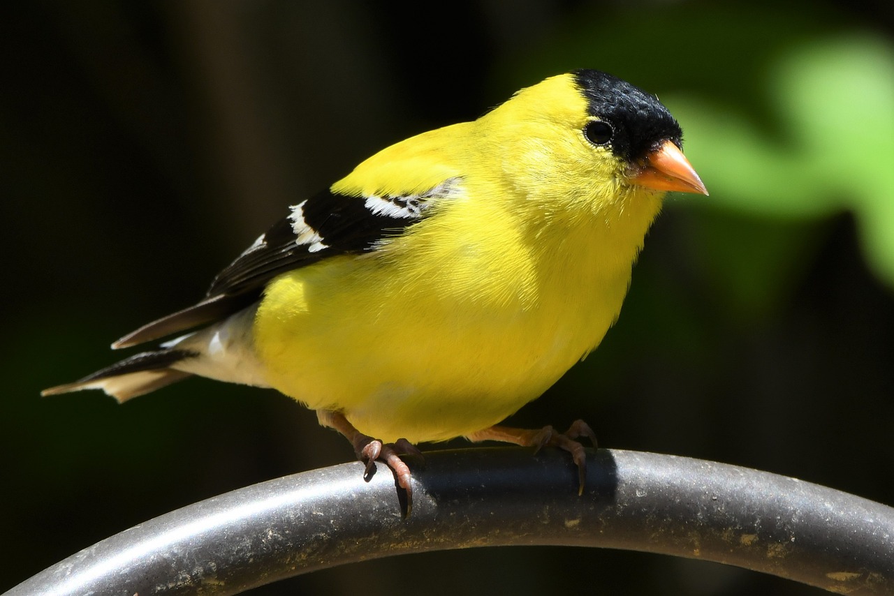 a yellow bird sitting on top of a metal bar, a portrait, by David Garner, pixabay, exquisite and handsome wings, long thick shiny black beak, wallpaper - 1 0 2 4, pollen