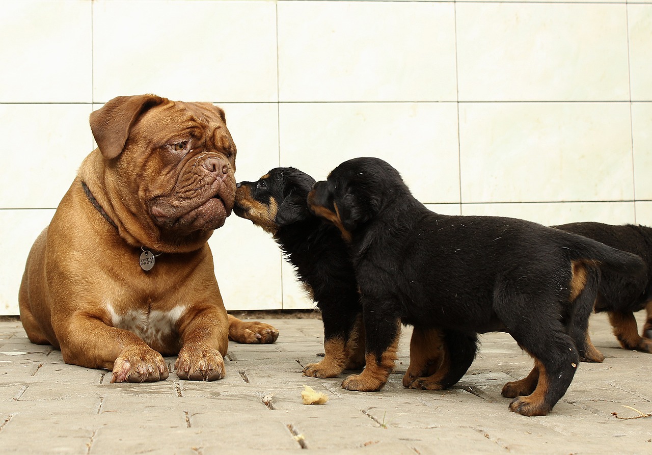 a couple of dogs sitting next to each other, a stock photo, by Istvan Banyai, shutterstock, rottweiler firefighter, kissing each other, giants, istockphoto