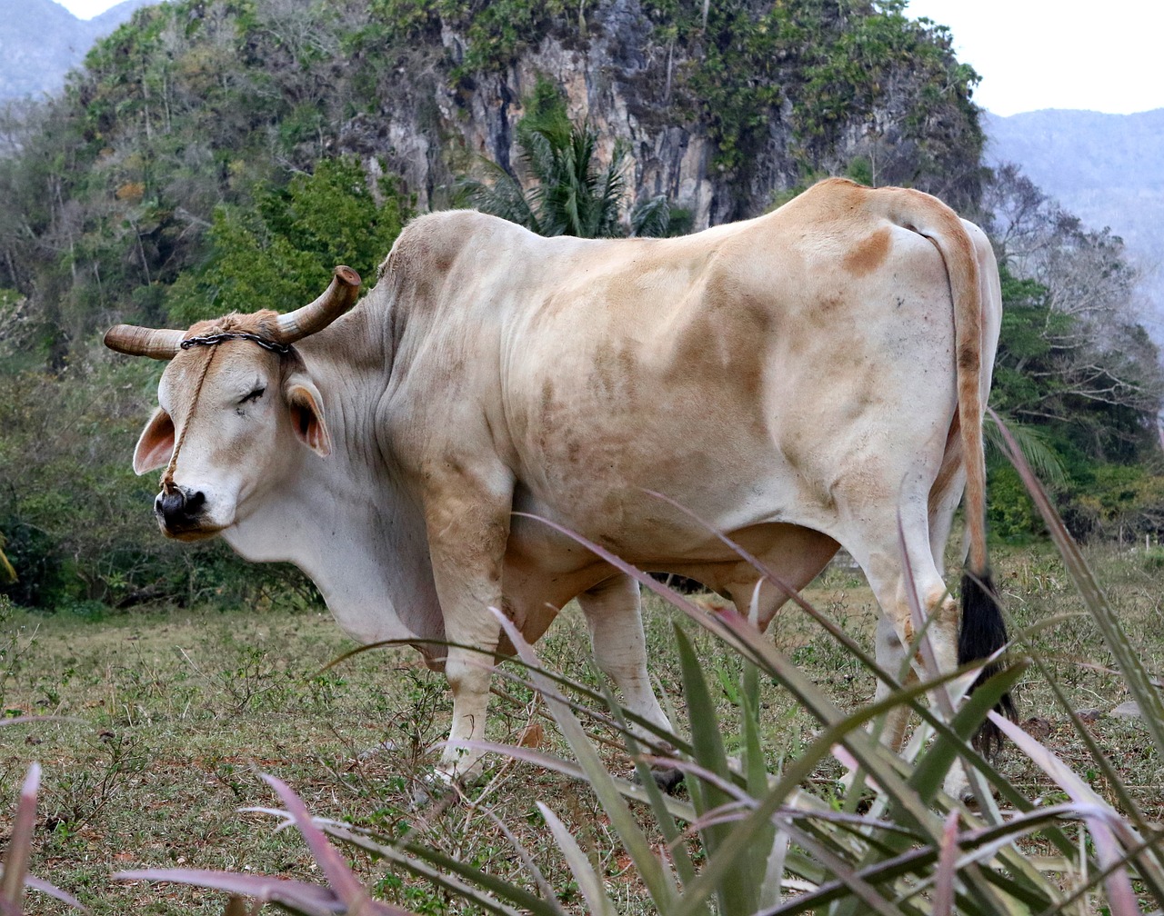 a brown and white cow standing on top of a lush green field, a portrait, flickr, sumatraism, dug stanat, a blond, limestone, muscular bull headed man