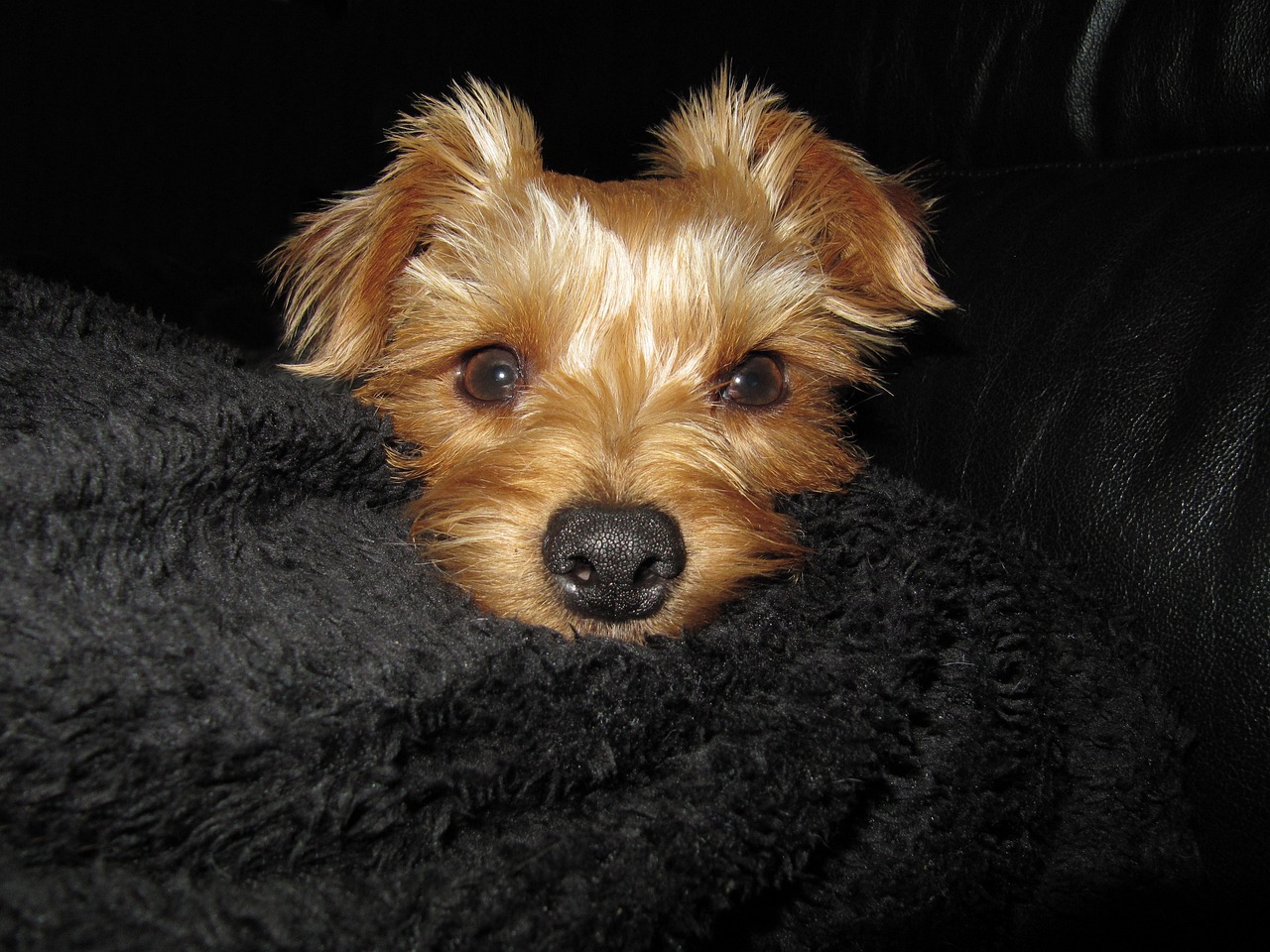 a small brown dog laying on top of a black blanket, flickr, yorkshire terrier, grain”