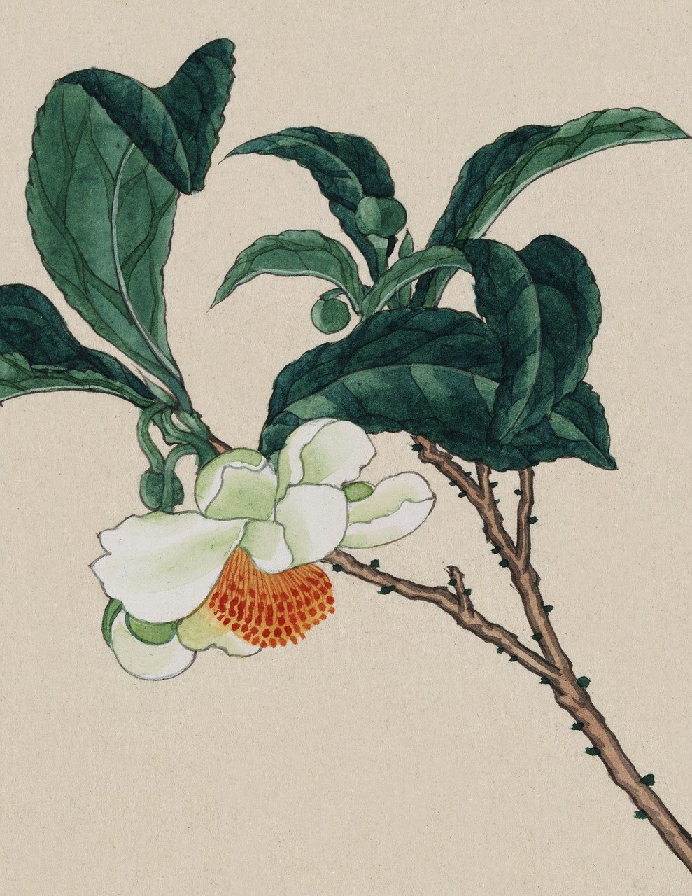 a painting of a white flower with green leaves, an ultrafine detailed painting, inspired by Koson Ohara, fruit and flowers, benjamin vnuk, detail, traditional chinese