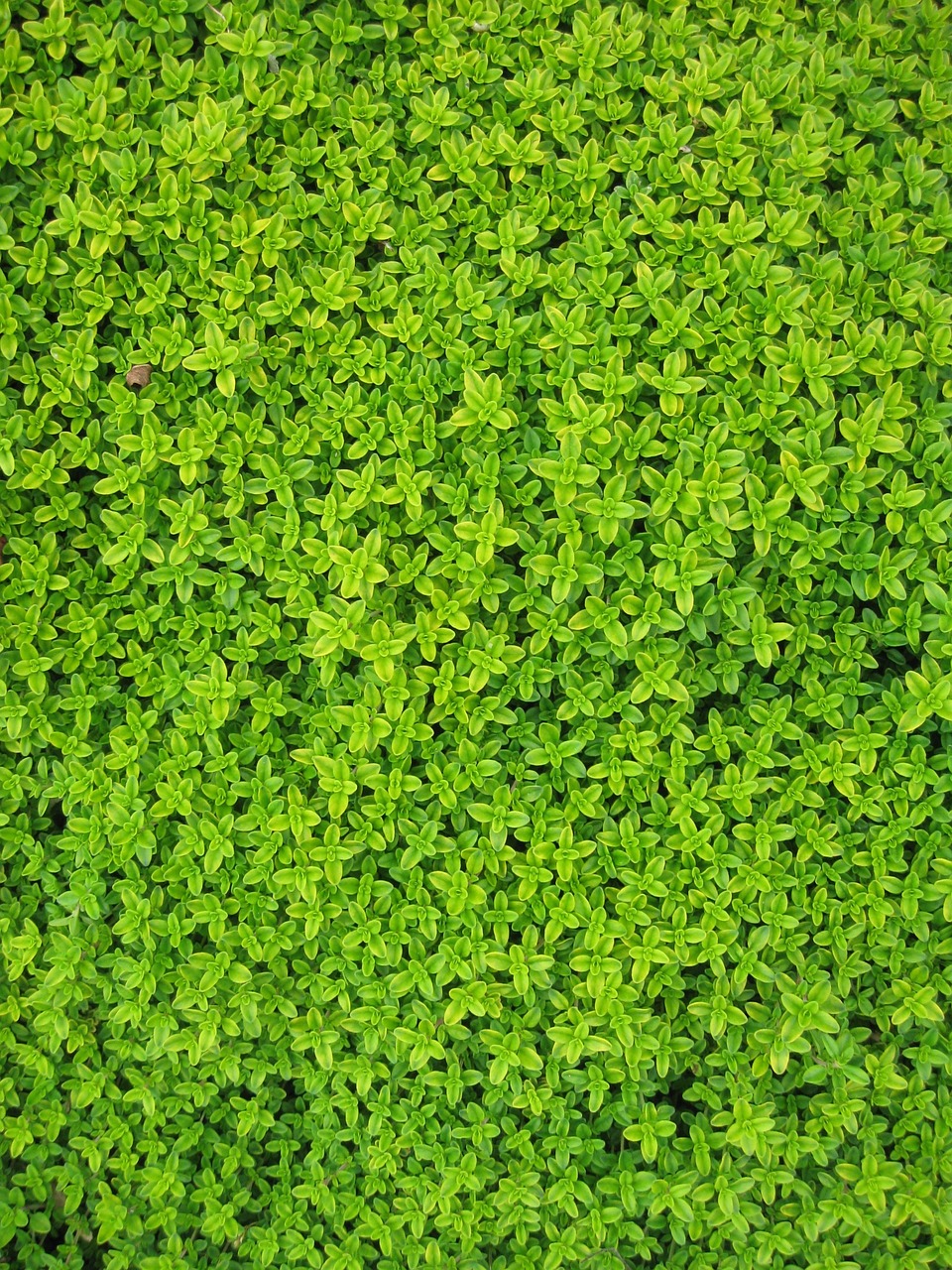 a close up of a bunch of green plants, by Yi Jaegwan, texture quality high, green floor, wallpaper”
