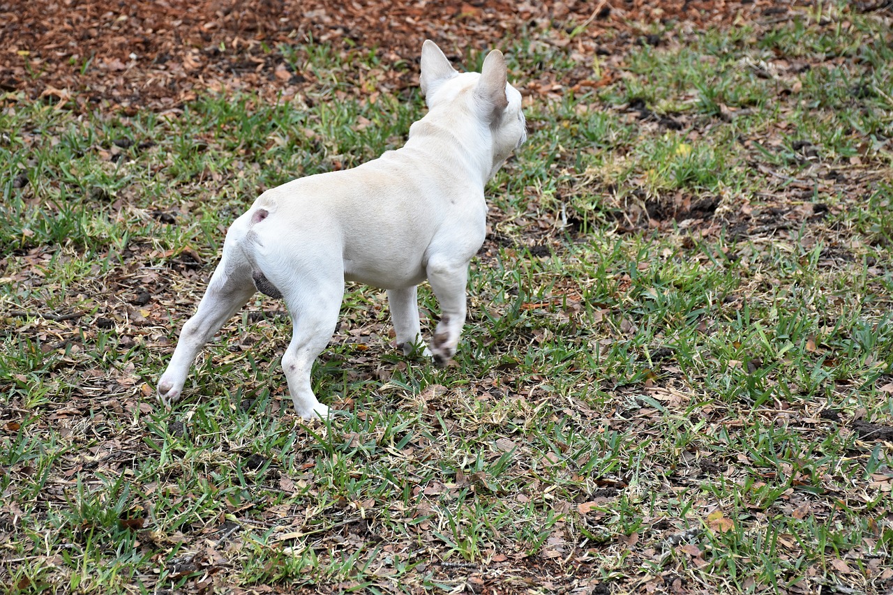 a small white dog standing on top of a lush green field, by Kristin Nelson, flickr, french bulldog, side view of her taking steps, bare bark, walking at the garden