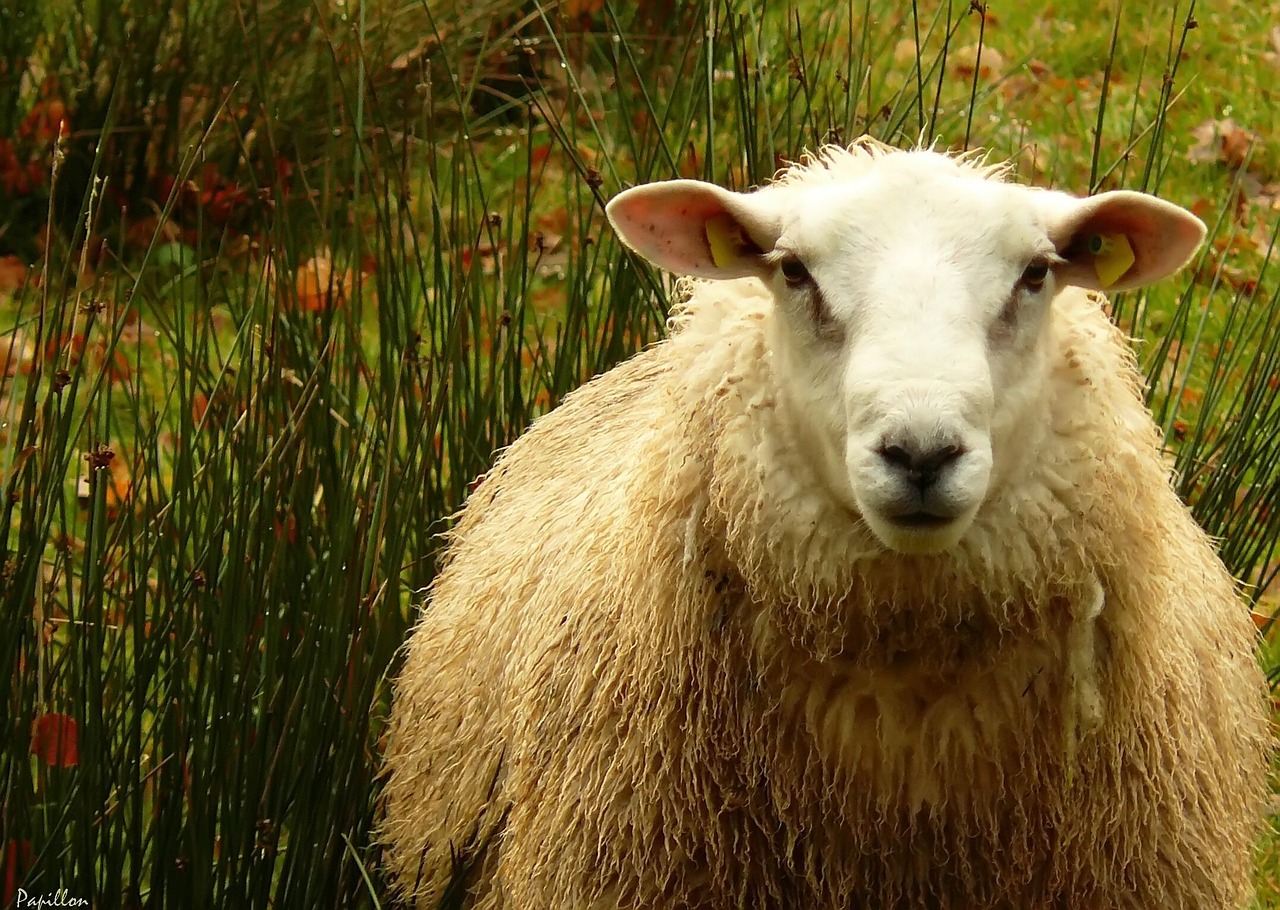a sheep that is standing in the grass, a picture, by Edward Corbett, pexels, renaissance, video still, warm friendly face, 4 k detail, front on