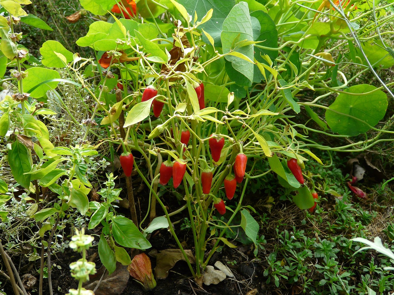 a bunch of red peppers growing in a garden, flickr, hurufiyya, albino dwarf, bamboo, in marijuanas gardens, red lightning!!