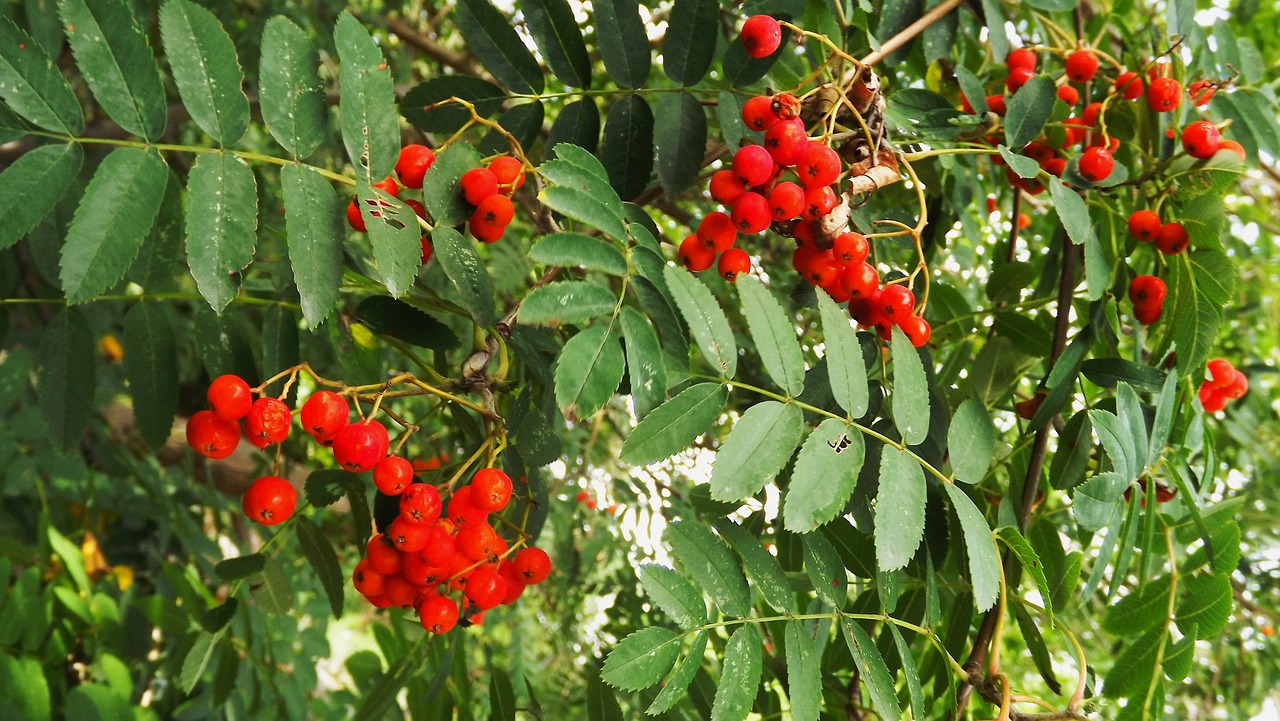 a bunch of red berries hanging from a tree, hurufiyya, avatar image, sweet acacia trees, 🕹️ 😎 🔫 🤖 🚬, snacks