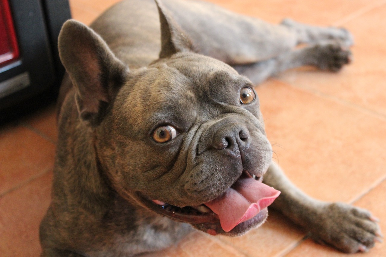 a close up of a dog laying on a tiled floor, a portrait, by Samuel Scott, pexels, pop art, french bulldog, deep colour\'s, <pointé pose>;open mouth, weathered olive skin
