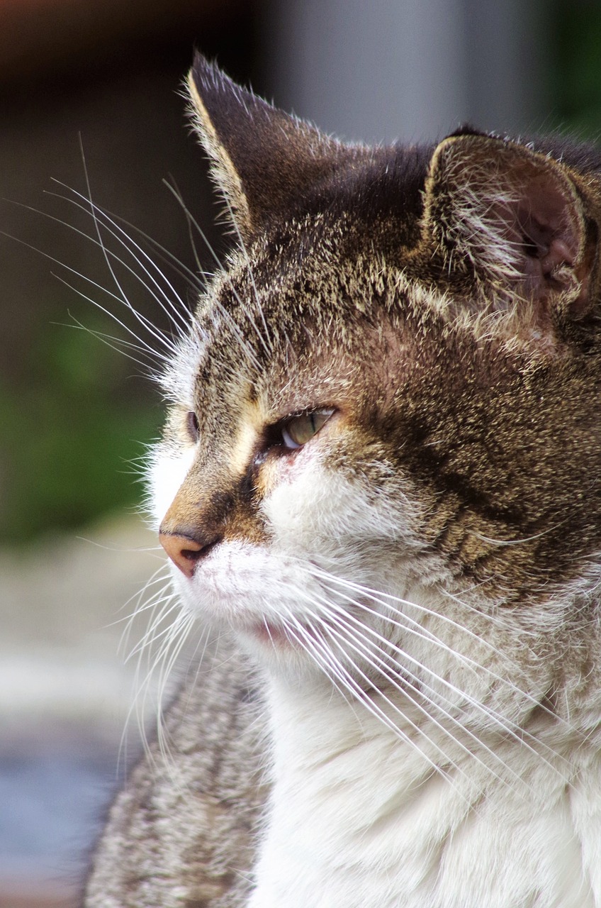a close up of a cat with a blurry background, flickr, close - up profile face, old male, with a white muzzle, portait photo