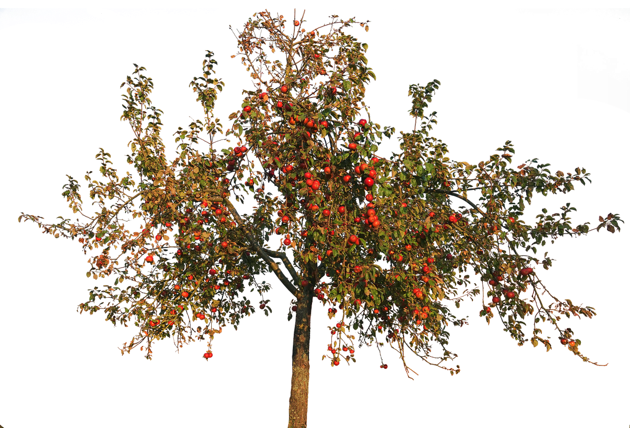 a tree with lots of red apples on it, a raytraced image, polycount, point cloud, photo taken at night, hyperdetailed twigs and plants, photorealistic - h 6 4 0