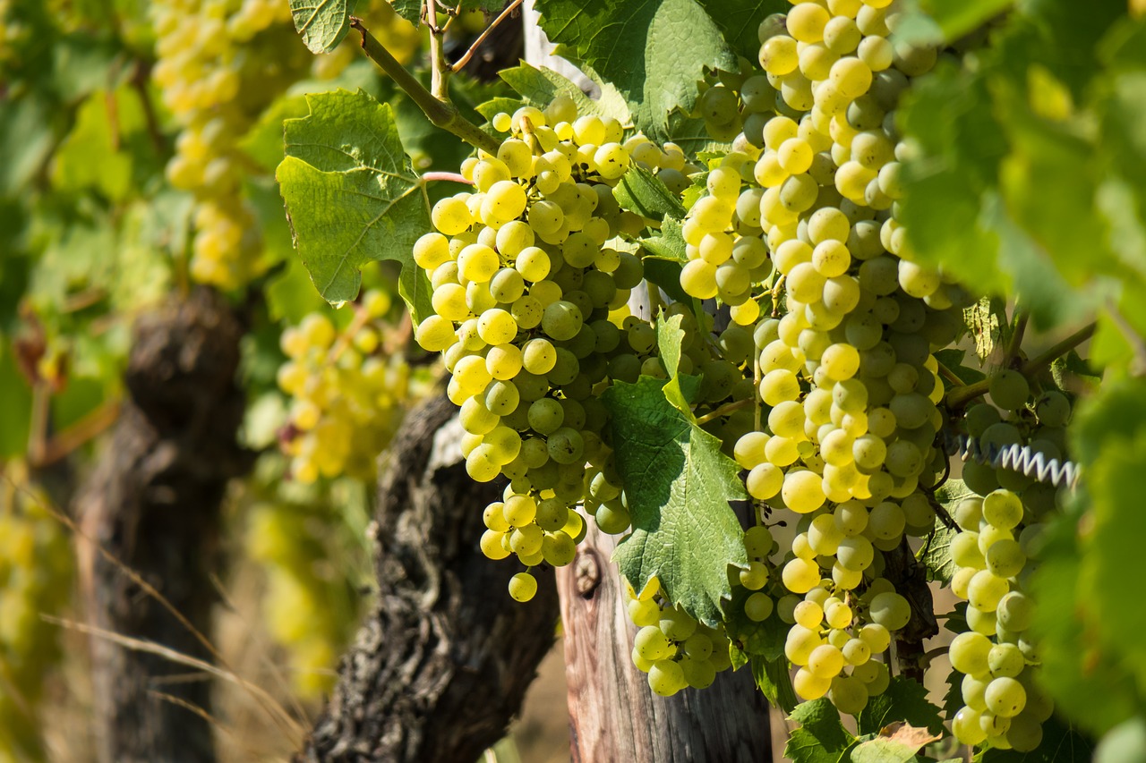 a bunch of green grapes hanging from a vine, a picture, by Karl Völker, shutterstock, shades of yellow, 1 6 x 1 6, hdr detail, cream