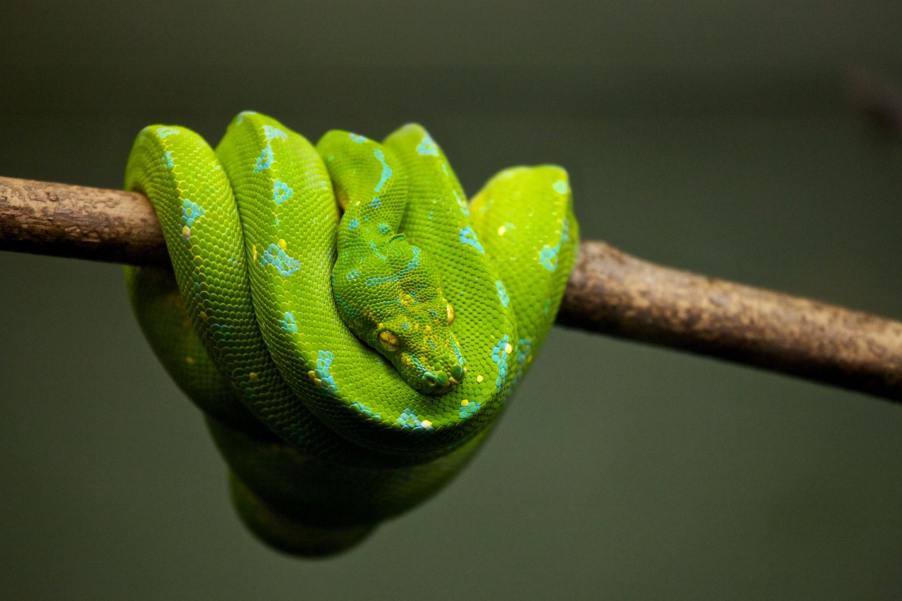 a close up of a green snake on a branch, pexels, synchromism, brand colours are green and blue, folded arms, a python programmer's despair, wallpaper mobile