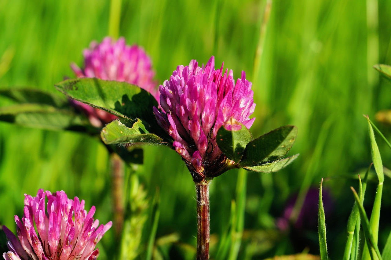 a couple of pink flowers sitting on top of a lush green field, a macro photograph, by Dietmar Damerau, pixabay, hurufiyya, clover, ireland, purple color, on a sunny day