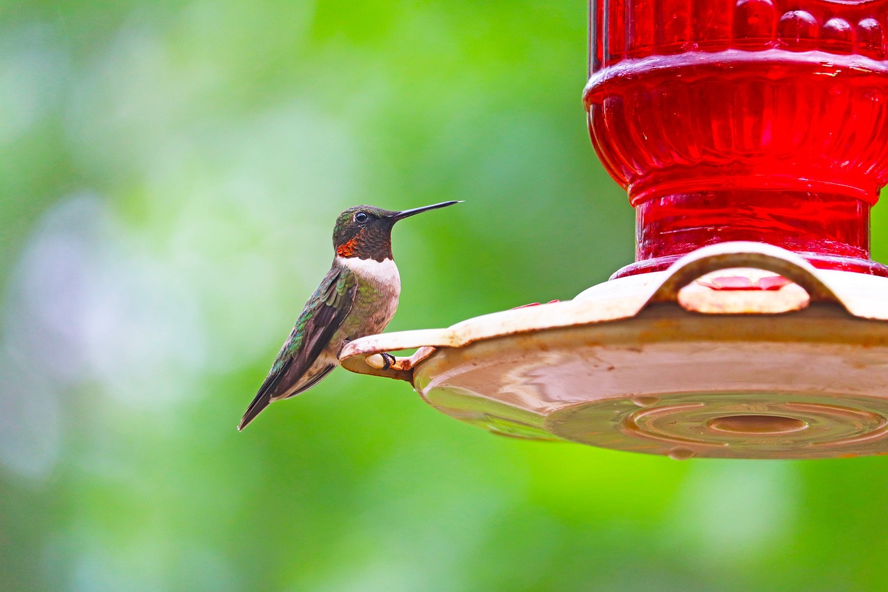 a hummingbird sitting on top of a bird feeder, by Dave Melvin, trimmed with a white stripe, high res photo