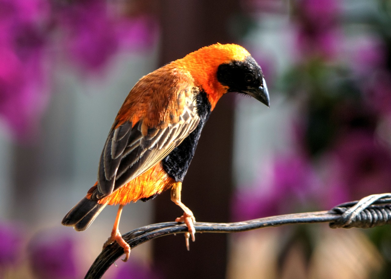 a small orange and black bird sitting on a wire, by David Garner, flickr, arabesque, purple and scarlet colours, wallpaper - 1 0 2 4, tropical birds, long thick shiny gold beak