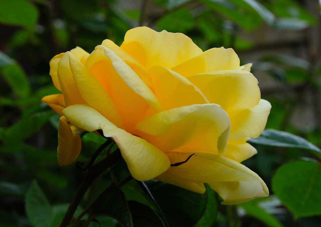 a close up of a yellow rose with green leaves, by Phyllis Ginger, flickr, beautiful flower, jasmine, various posed, of a beautiful