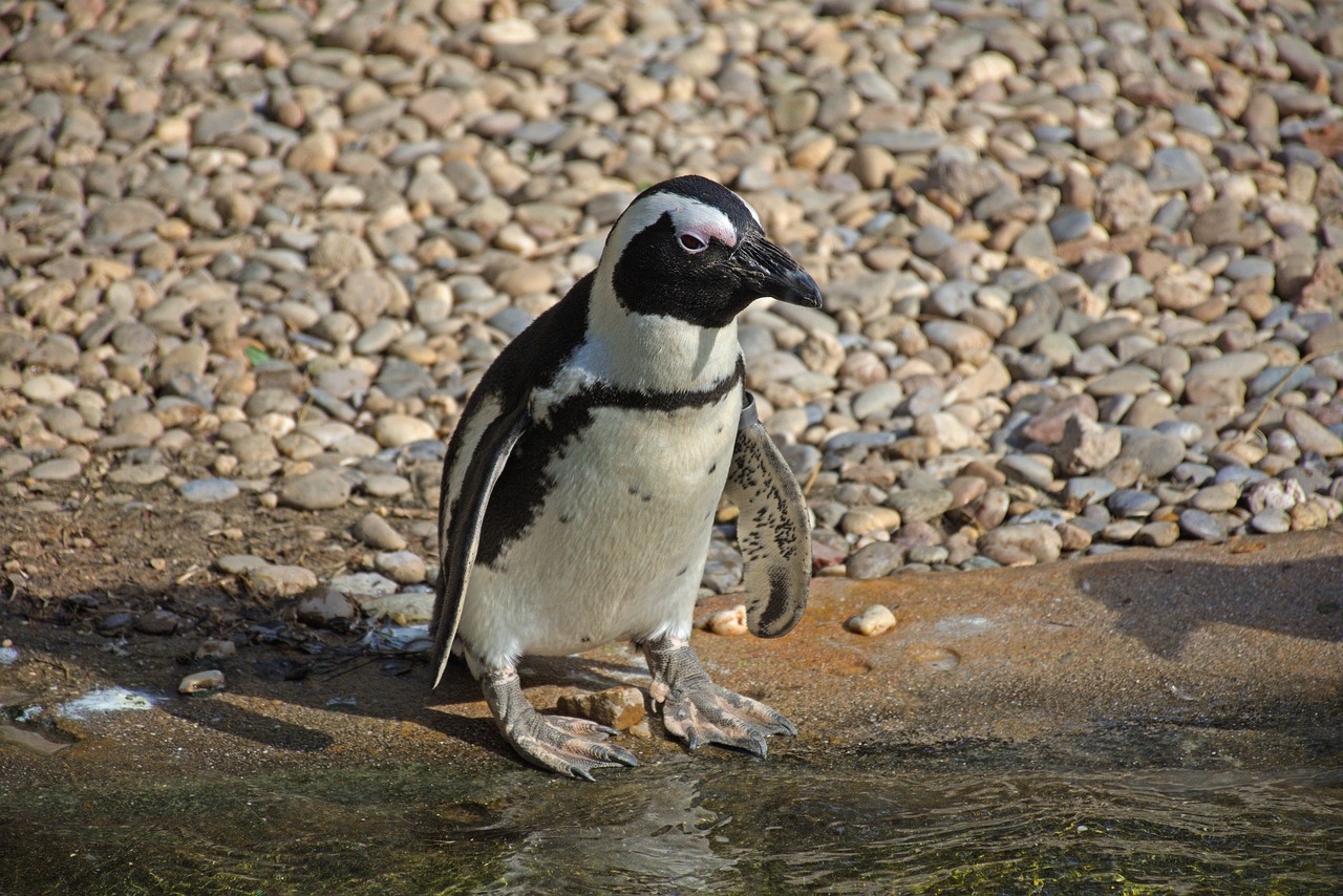 a penguin standing next to a body of water, a portrait, by Dietmar Damerau, pixabay, pot-bellied, young adult male, bubbles ”, taken in zoo