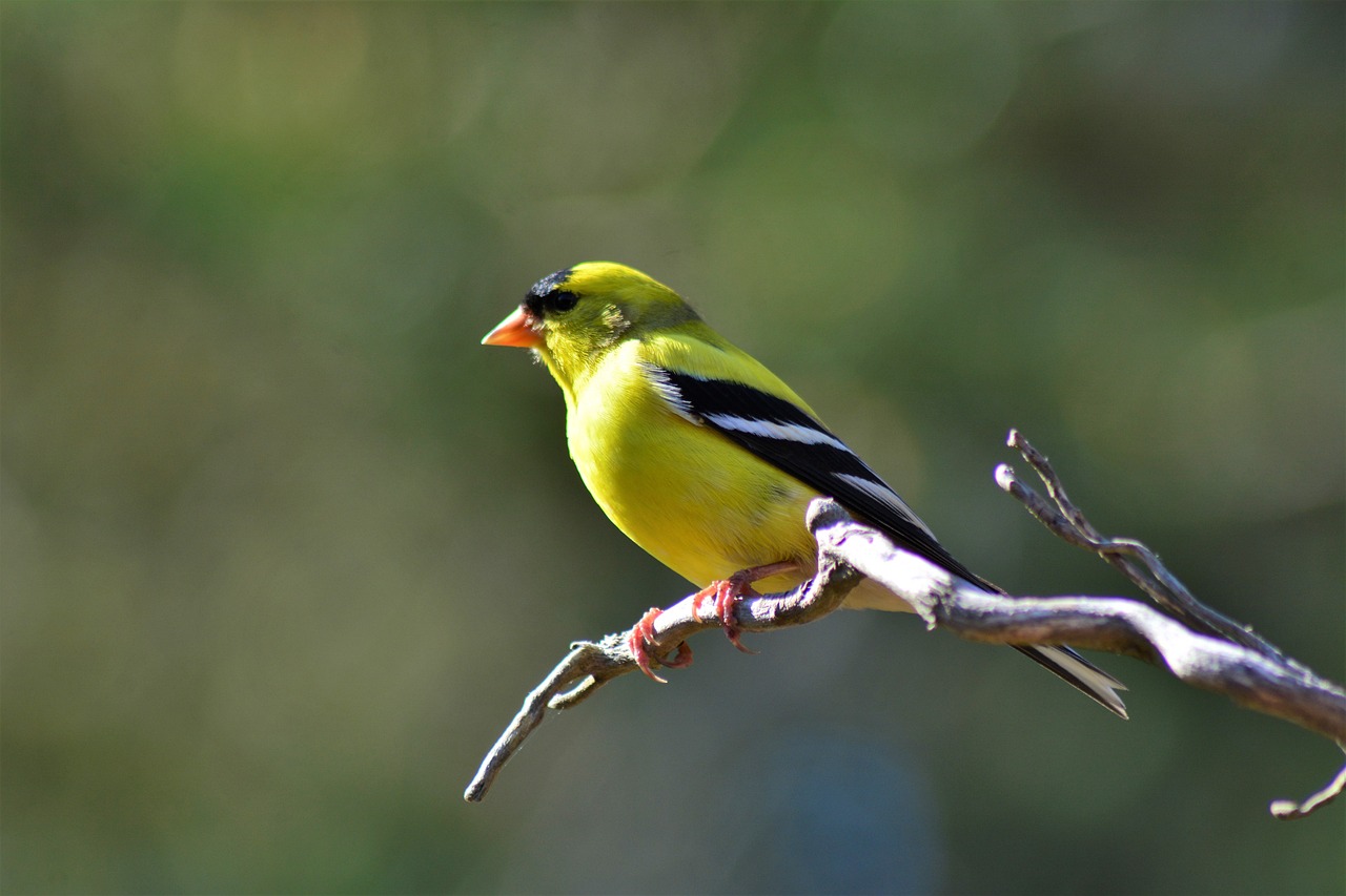 a yellow bird sitting on top of a tree branch, a portrait, by David Garner, pexels, baroque, looking back at the camera, green head, long thick shiny black beak, shaded