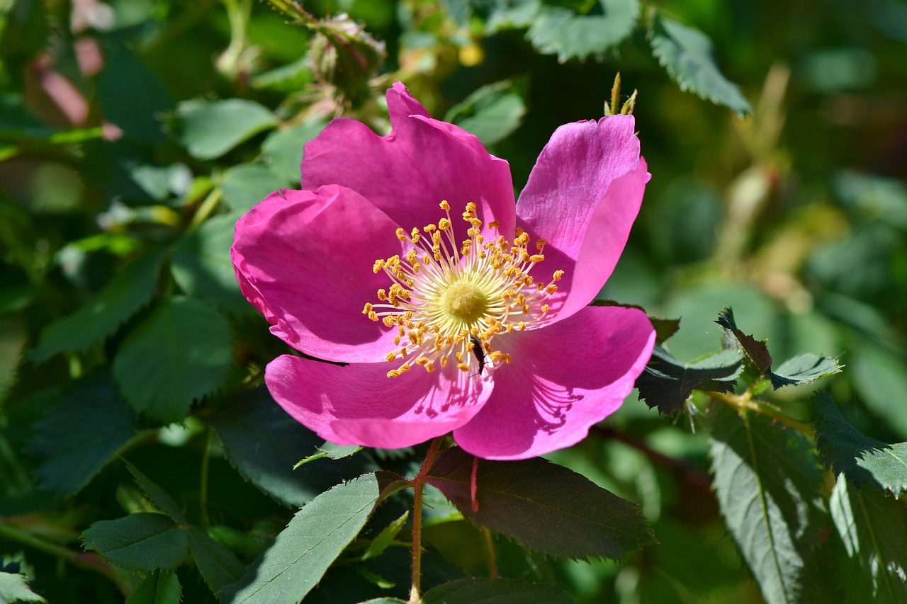a close up of a pink flower with green leaves, by Jim Nelson, pixabay, romanticism, rose-brambles, stock photo, honey, 5 years old