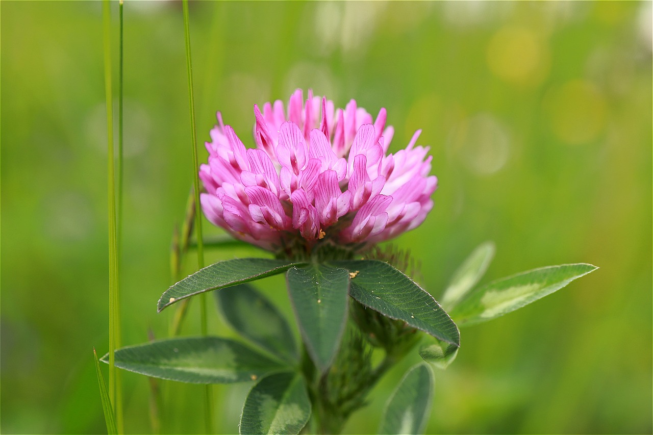 a close up of a pink flower in a field, rasquache, four leaf clover, celtic vegetation, high quality photos, video still