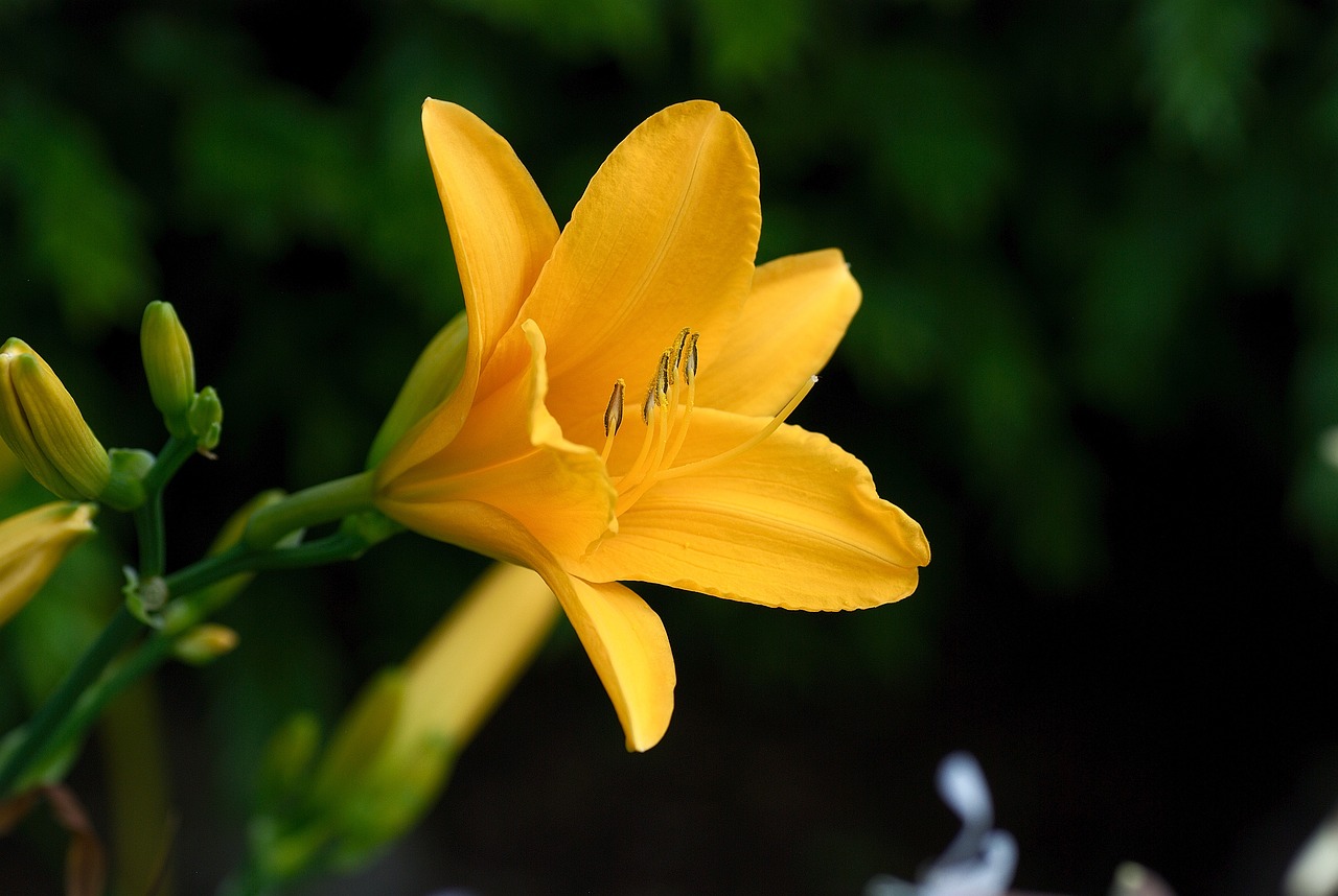 a yellow flower with green leaves in the background, by Tom Carapic, lily flower, by :5 sexy: 7, beautiful flower, amber