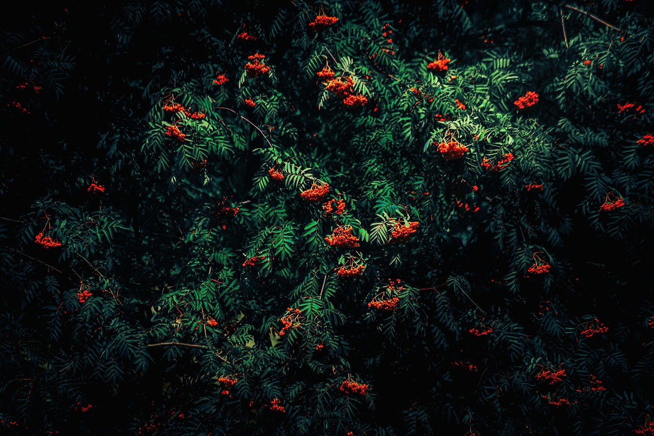a bunch of red berries on a tree, inspired by Elsa Bleda, green jungle, in a cinematic wallpaper, high-quality wallpaper, in a deep lush jungle at night