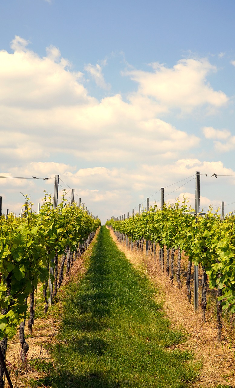 a row of vines in a vineyard on a sunny day, a picture, shutterstock, new york, runway, screengrab, wide angle”