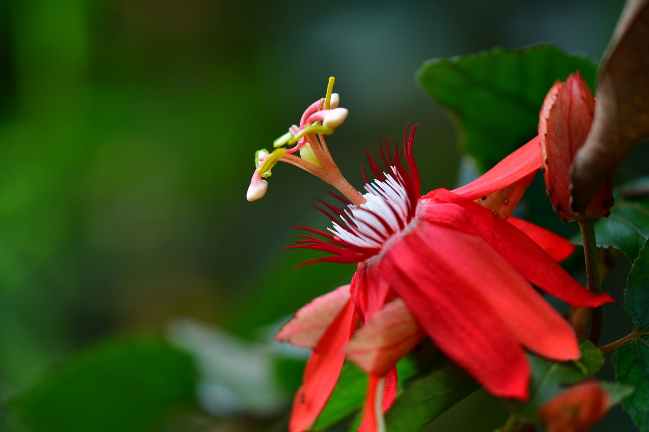 a close up of a flower on a plant, by Johannes Martini, hurufiyya, passionate pose, tamborine, flowering vines, bright red