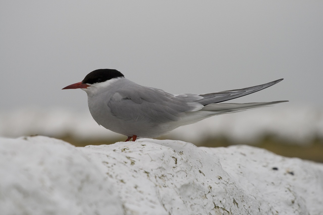 a bird sitting on top of a pile of snow, a portrait, by Dave Allsop, flickr, arabesque, red-eyed, on the coast, wallpaper mobile, with a long white