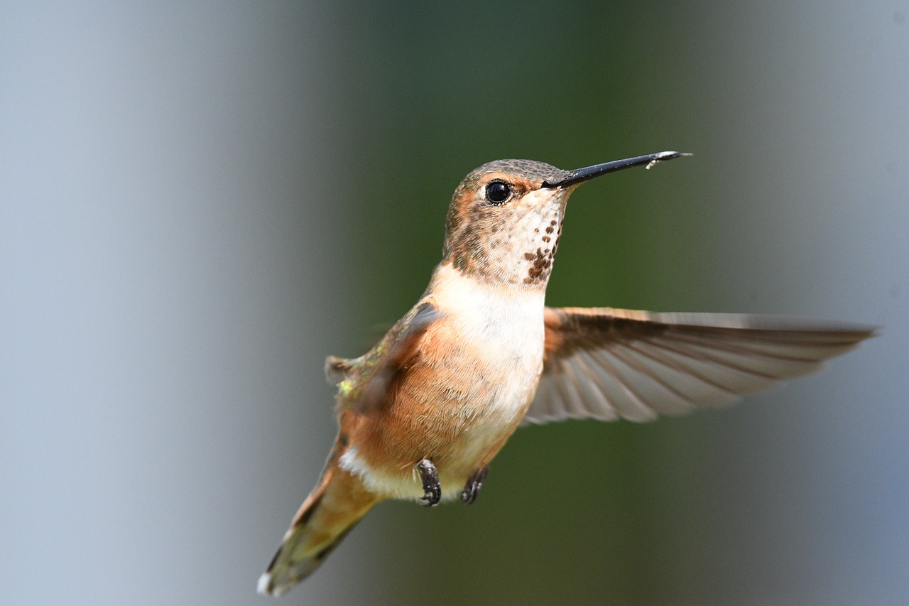 a bird that is flying in the air, by Jim Nelson, flickr, hummingbirds, stock photo, honey, 33mm photo