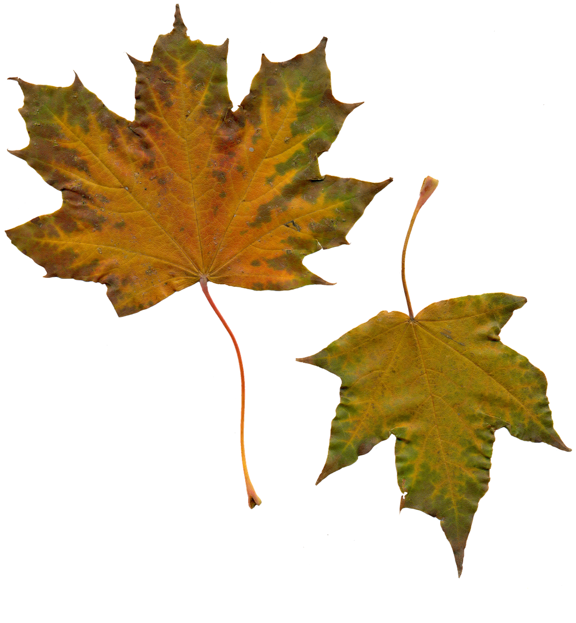a close up of two leaves on a black background, by Susan Heidi, maple trees with fall foliage, computer - generated, [ realistic photo ]!!, top - down photo