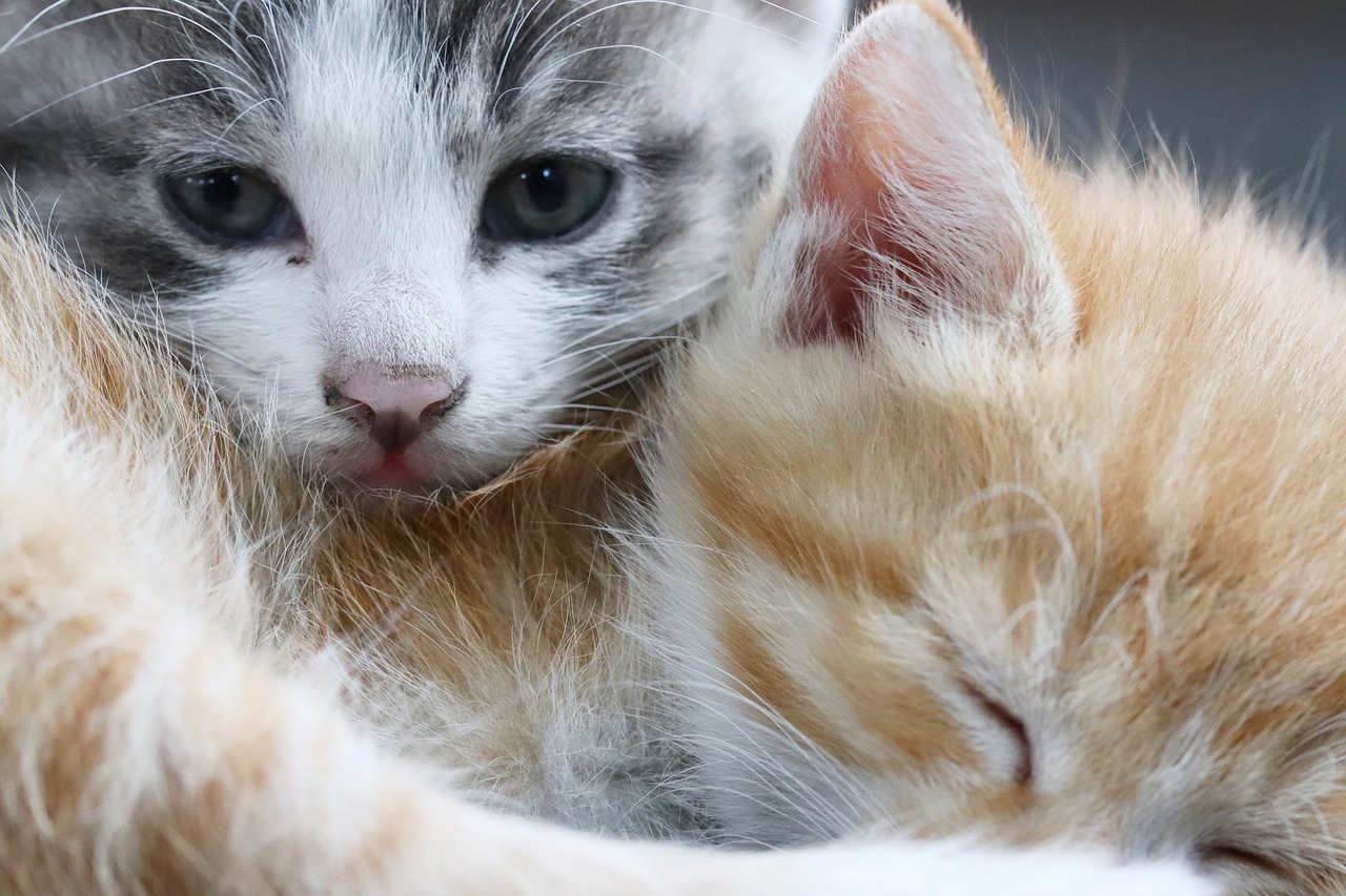 a couple of cats laying next to each other, a picture, by Nándor Katona, closeup 4k, orange and white, young male, albino