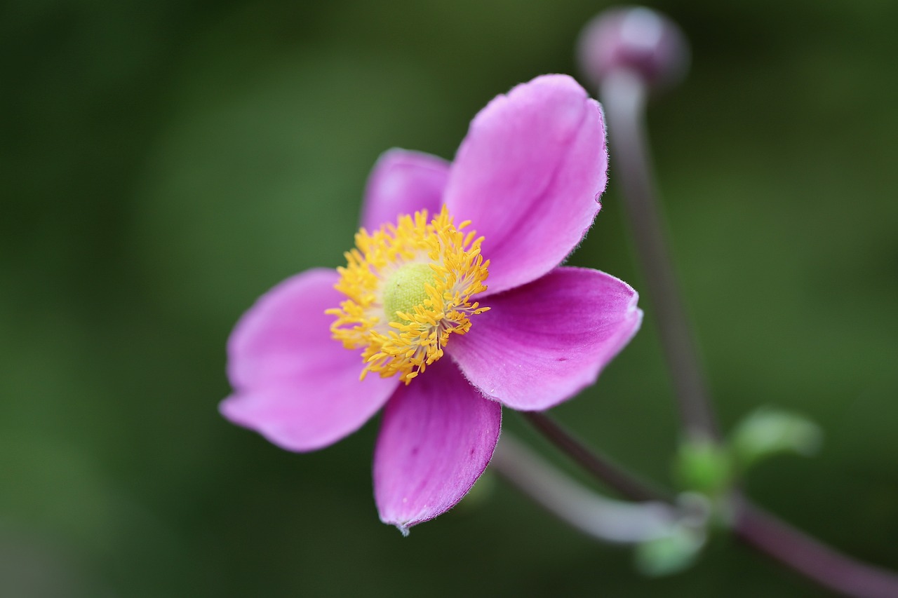 a close up of a pink flower with a yellow center, by Robert Brackman, anemones, shallow depth or field, clover, short telephoto