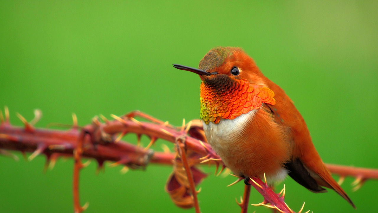 a small bird sitting on top of a tree branch, a macro photograph, by Robert Brackman, pixabay contest winner, red and orange colored, hummingbird, wallpaper!, peruvian looking