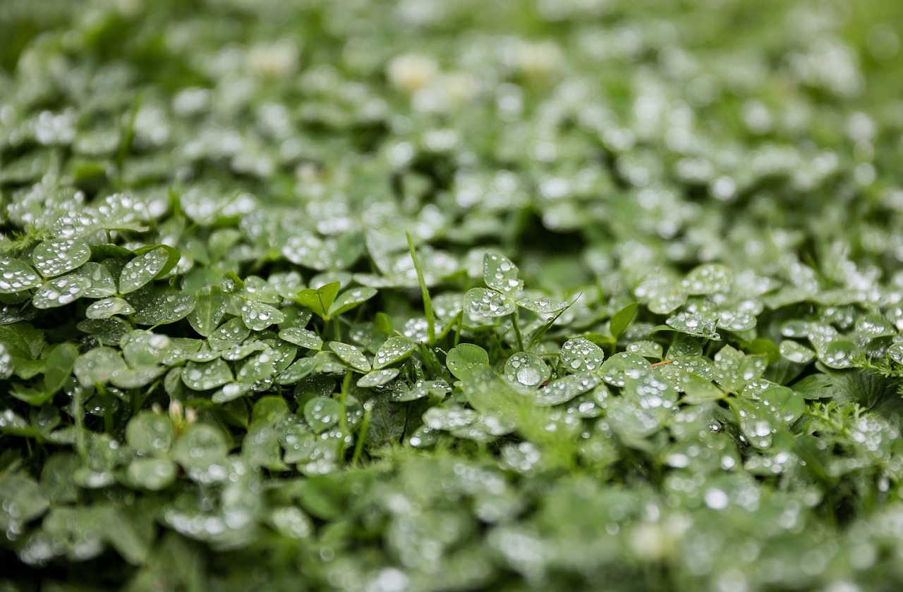 a bunch of green plants with water droplets on them, a macro photograph, background full of lucky clovers, bokeh photo