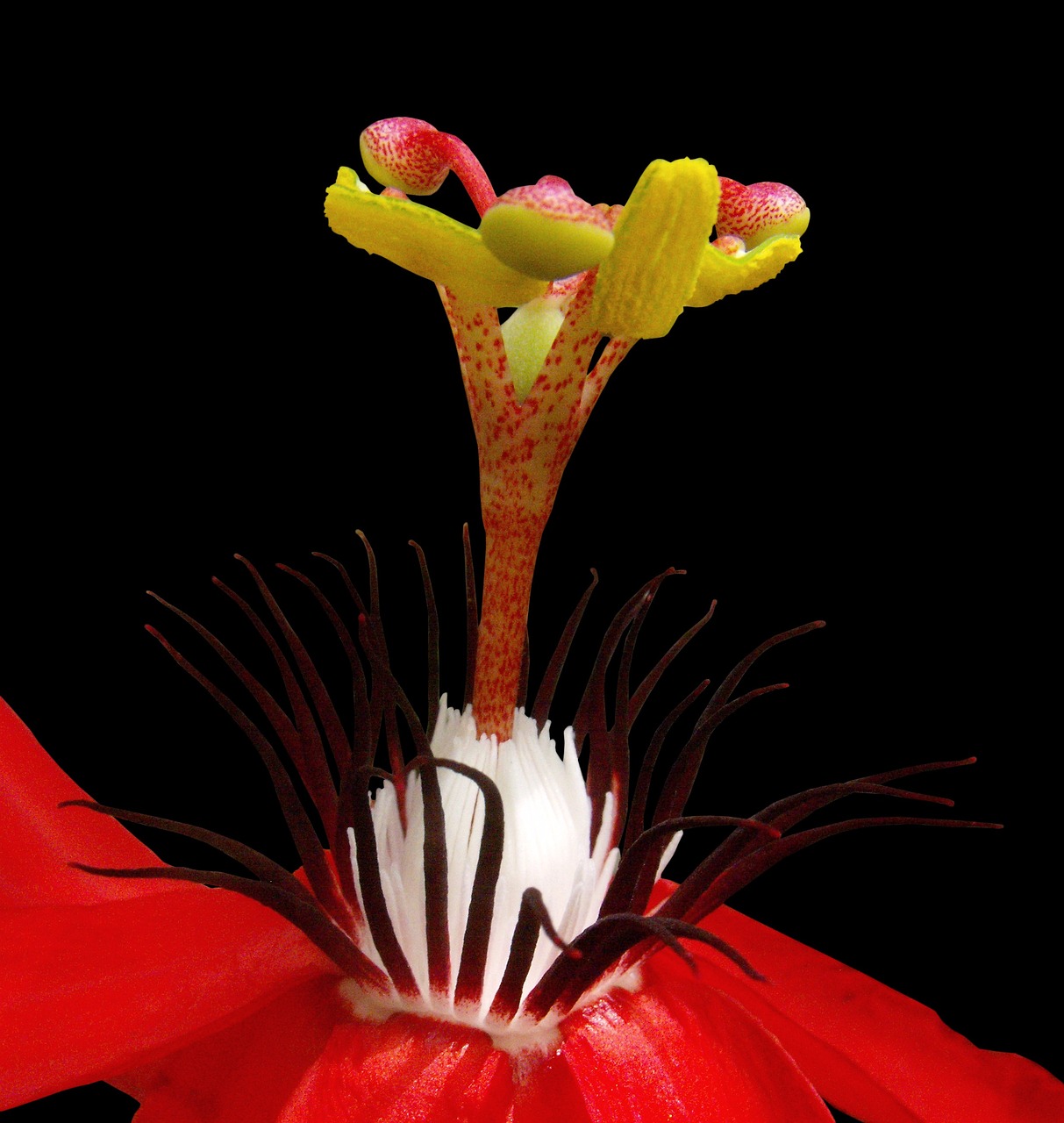 a close up of a red flower on a black background, a macro photograph, by Robert Brackman, passion flower, accurate detail, halyomorpha halys, highly detailed!