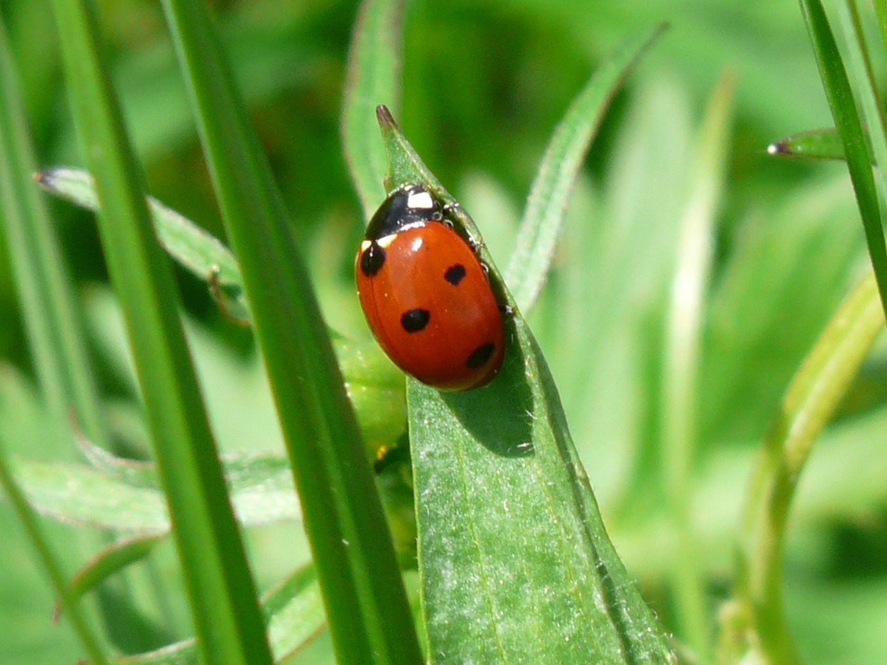 a lady bug sitting on top of a green leaf, flickr, july 2 0 1 1, in the high grass, photo ( far _ shot ), large cornicione