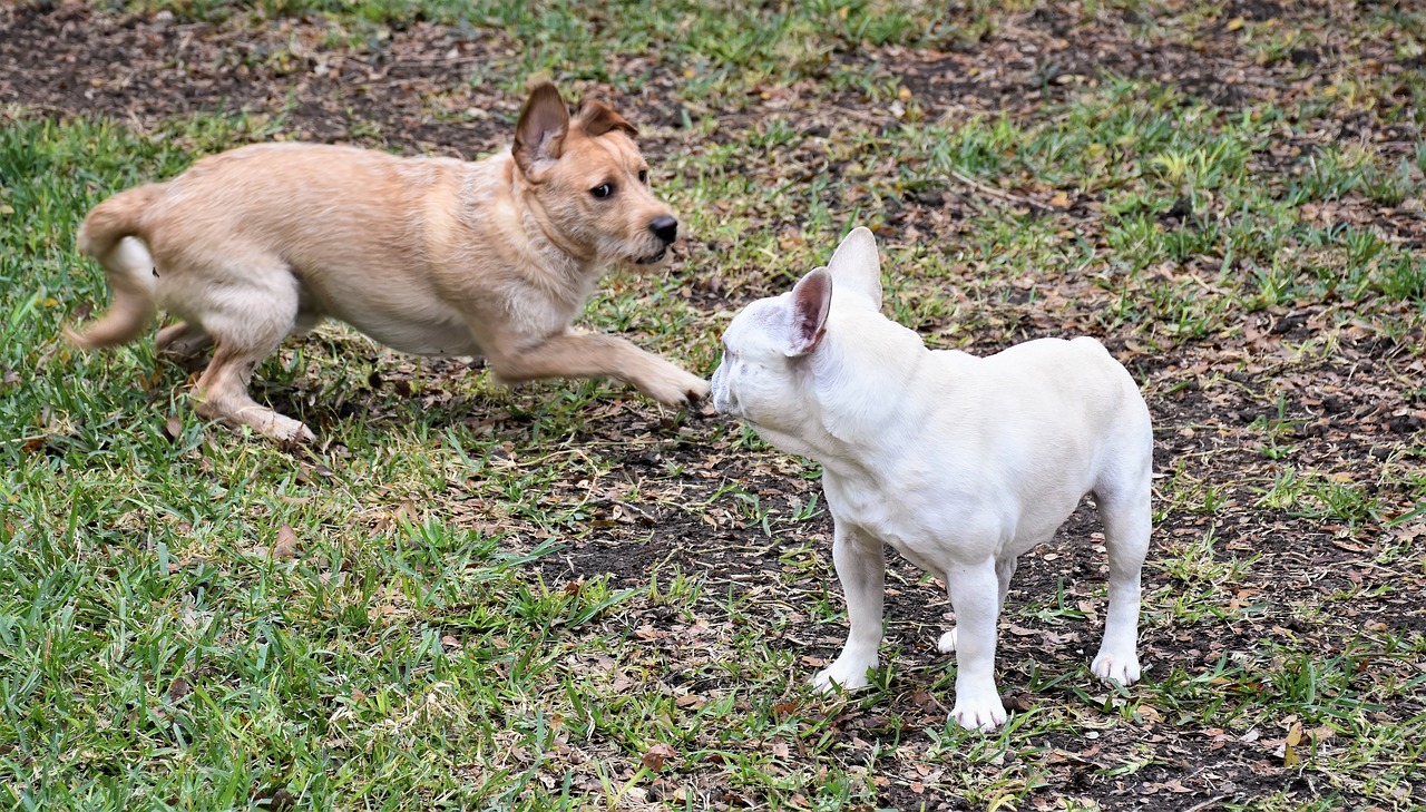 a small white dog standing on top of a lush green field, by Arnie Swekel, happening, cat and dog licking each other, fist fight, french bulldog, in a suburban backyard