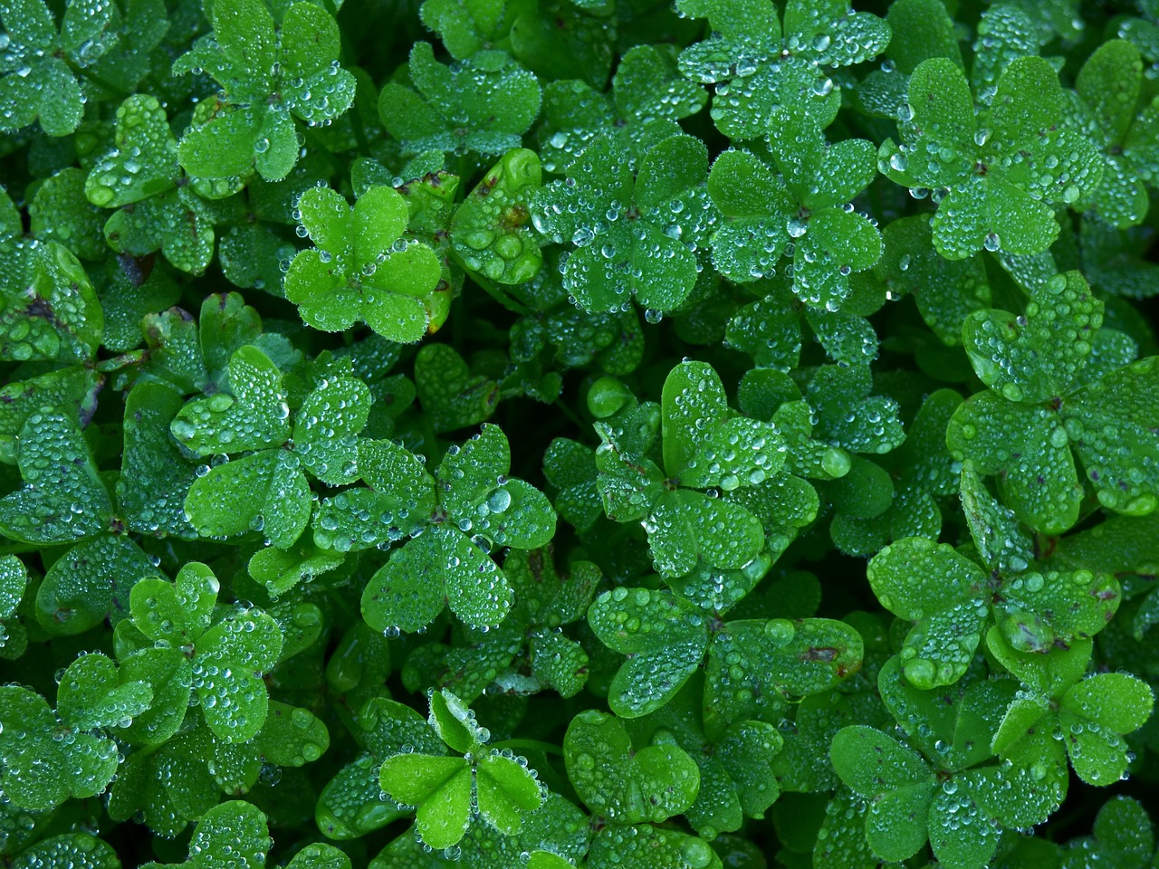 a bunch of green plants with water droplets on them, shutterstock, hurufiyya, background full of lucky clovers, high quality image”