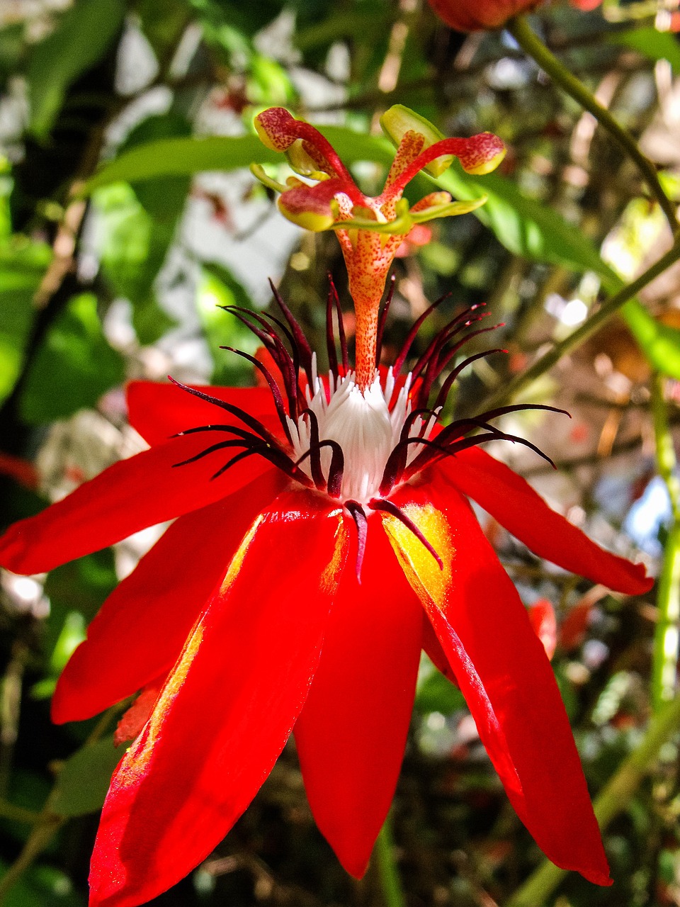 a close up of a red flower on a plant, by Gwen Barnard, hurufiyya, passion flower, red and white and black colors, in marijuanas gardens, 🦩🪐🐞👩🏻🦳