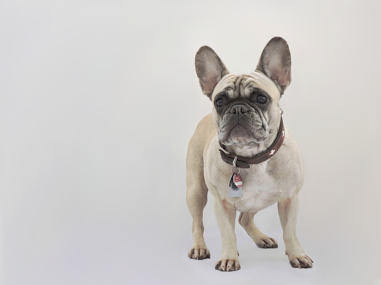 a close up of a dog on a white background, a pastel, pop art, full body shot hyperdetailed, french bulldog, taken with canon eos 5 d, mad dog on a chain