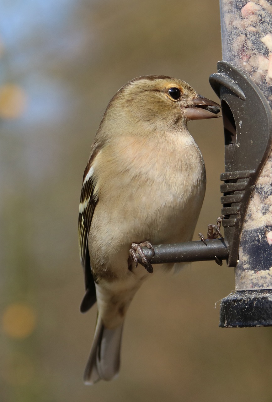 a close up of a bird on a bird feeder, by Dave Allsop, pixabay, plein air, a blond, pallid skin, with a very large mouth, side view of a gaunt