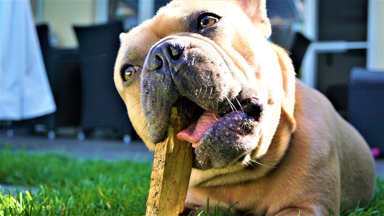 a dog chewing on a stick in the grass, pexels, renaissance, dog eating croissants in paris, pitbull, katey truhn, bamboo