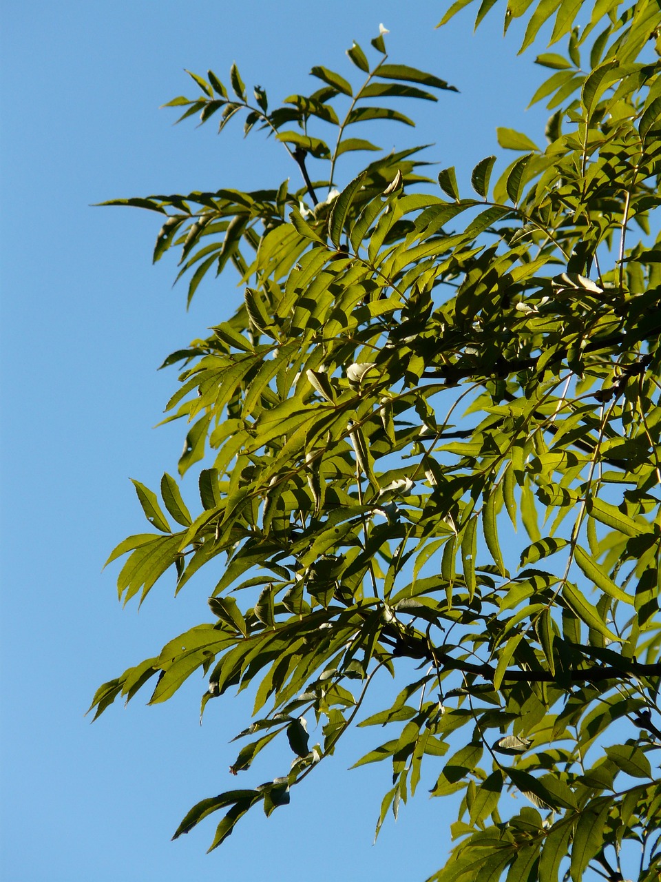 a bird sitting on top of a tree branch, flickr, hurufiyya, leaves in the air, elm tree, cloudless-crear-sky, bamboo