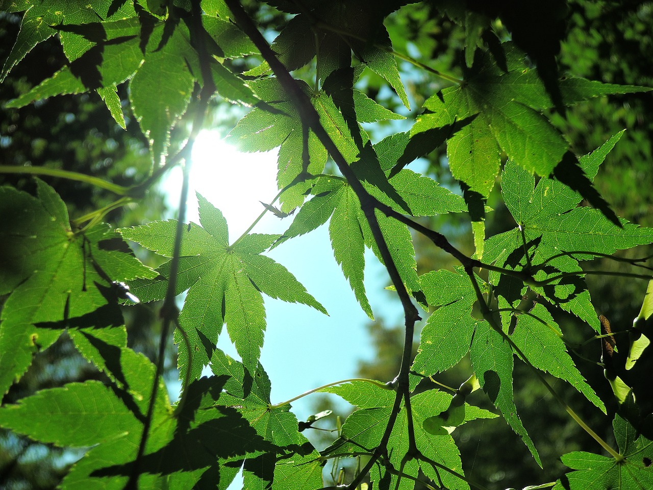 the sun shines through the leaves of a tree, hurufiyya, with green cannabis leaves, japanese maples, shiny!!, as seen from the canopy