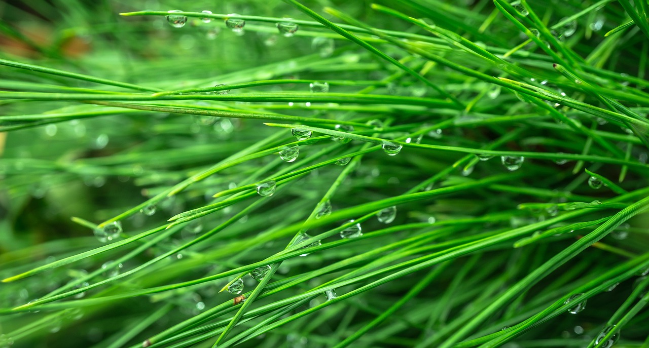 a close up of a plant with water droplets on it, fake grass, 🤬 🤮 💕 🎀, evergreen, textless