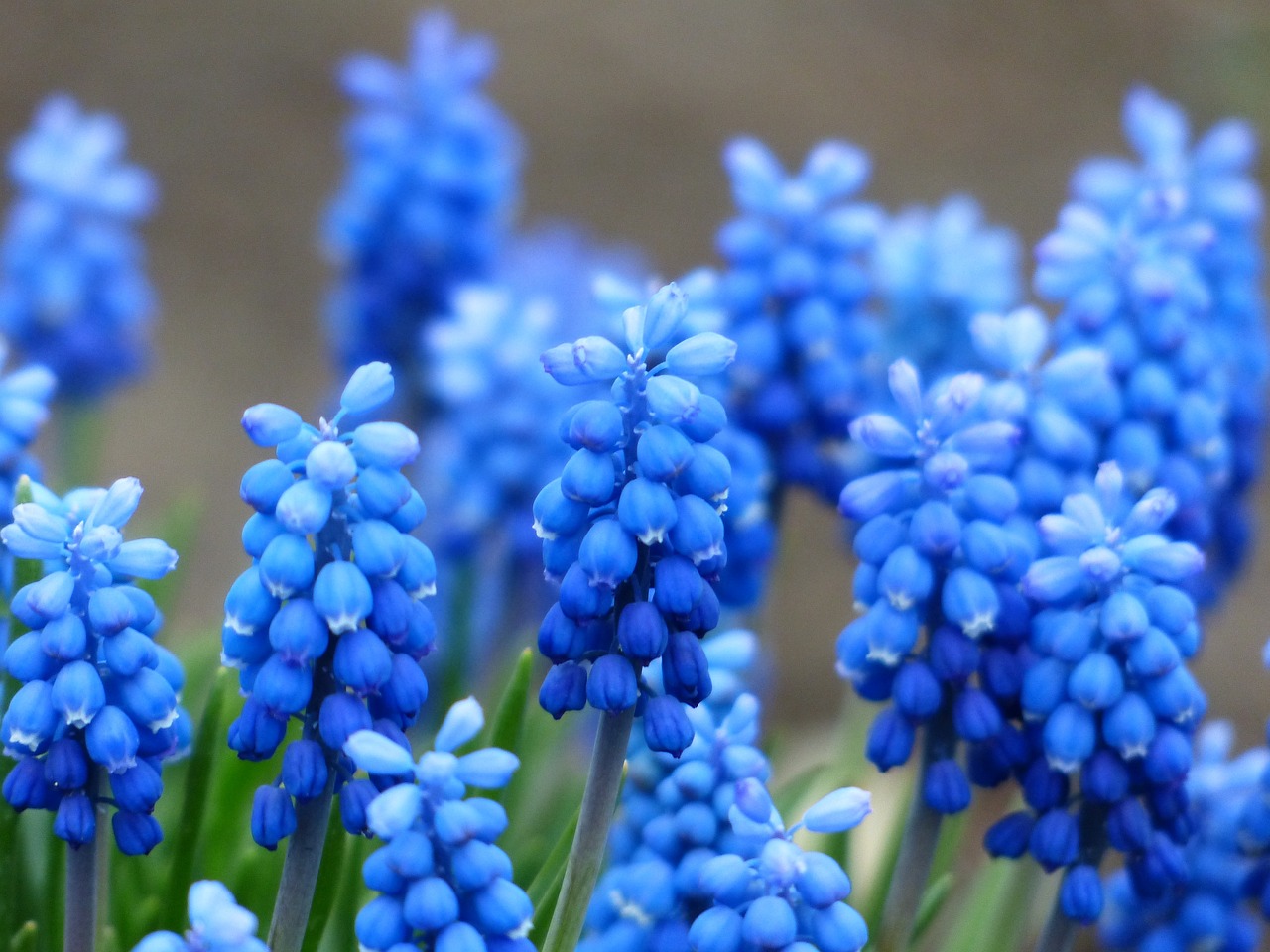 a close up of a bunch of blue flowers, a portrait, by George Barret, Jr., flickr, hurufiyya, grape hyacinth, 4k serene, flowers growing out of its head, photo of a beautiful