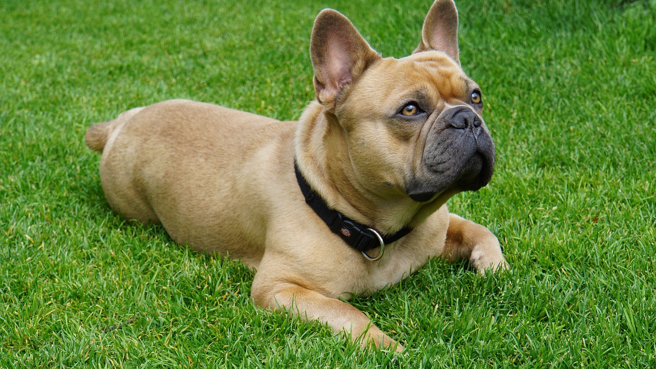 a brown dog laying on top of a lush green field, a portrait, by François Girardon, shutterstock, french bulldog, collar and leash, blond, grain”